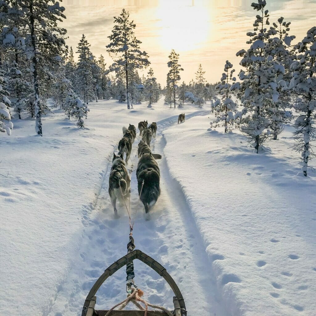 Eine Gruppe Hunde zieht einen Schlitten durch den Schnee.